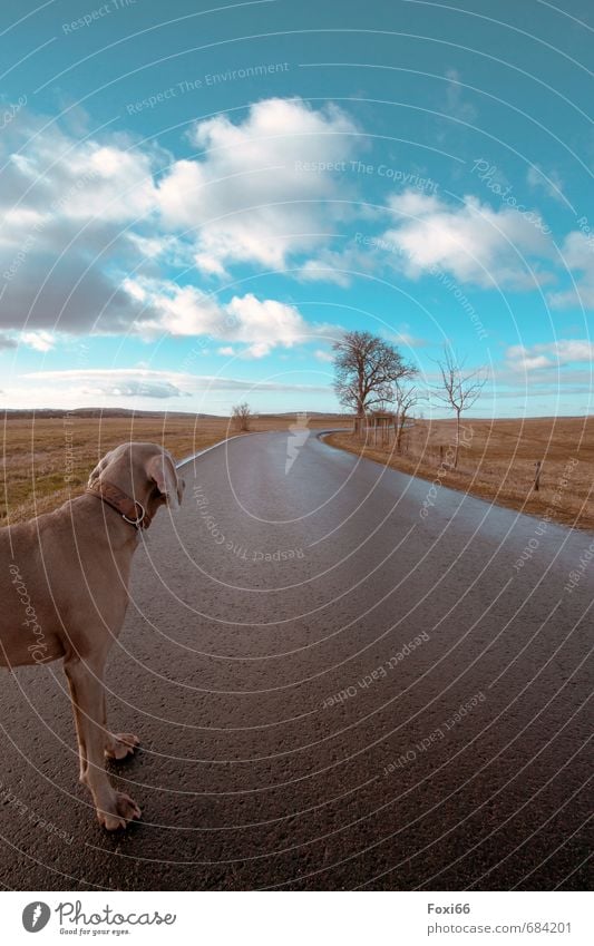 Instinkt Landschaft Himmel Wolken Frühling Baum Feld Verkehrswege Straße Wege & Pfade Haustier Hund 1 Tier beobachten Bewegung laufen blau braun gelb weiß ruhig