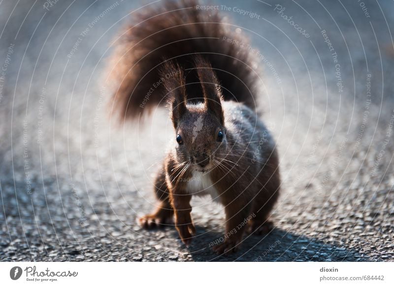 Wegelagerer Umwelt Natur Wege & Pfade Tier Wildtier Tiergesicht Fell Krallen Pfote Eichhörnchen Schwanz 1 hocken Blick kuschlig klein natürlich Neugier niedlich