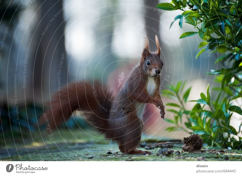 Stehauf-Hörnchen Pflanze Sträucher Blatt Grünpflanze Garten Park Tier Wildtier Tiergesicht Fell Krallen Pfote Eichhörnchen Schwanz buschig 1 Blick stehen