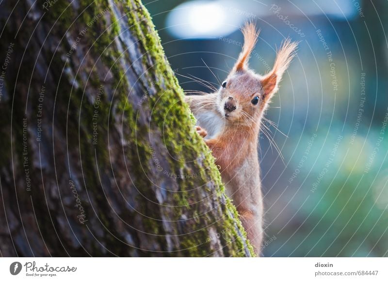 Freeclimber Baum Baumrinde Baumstamm Tier Wildtier Tiergesicht Fell Krallen Eichhörnchen 1 Blick kuschlig klein natürlich niedlich Natur Neugier Klettern