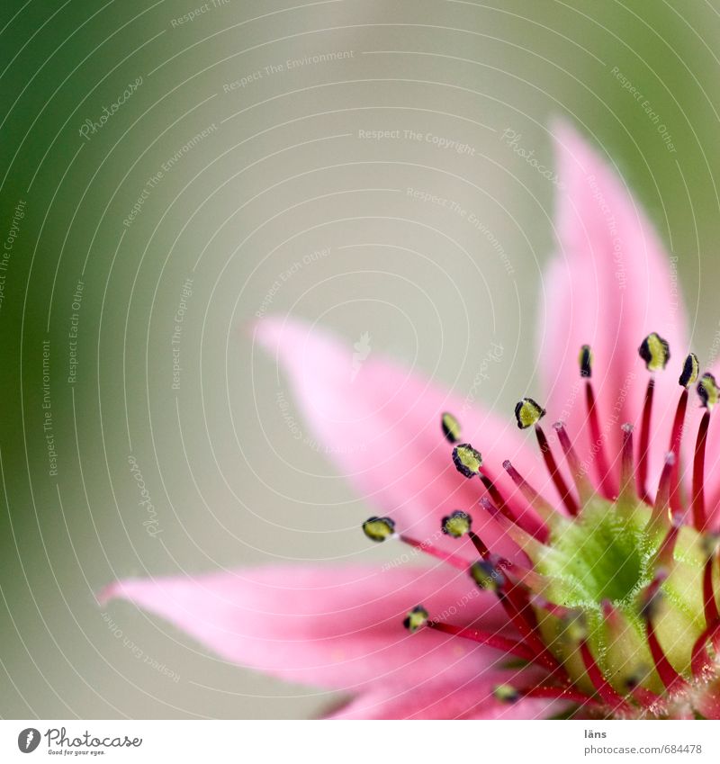 Frühling Blume Blüte Blühend rosa grün Pflanze