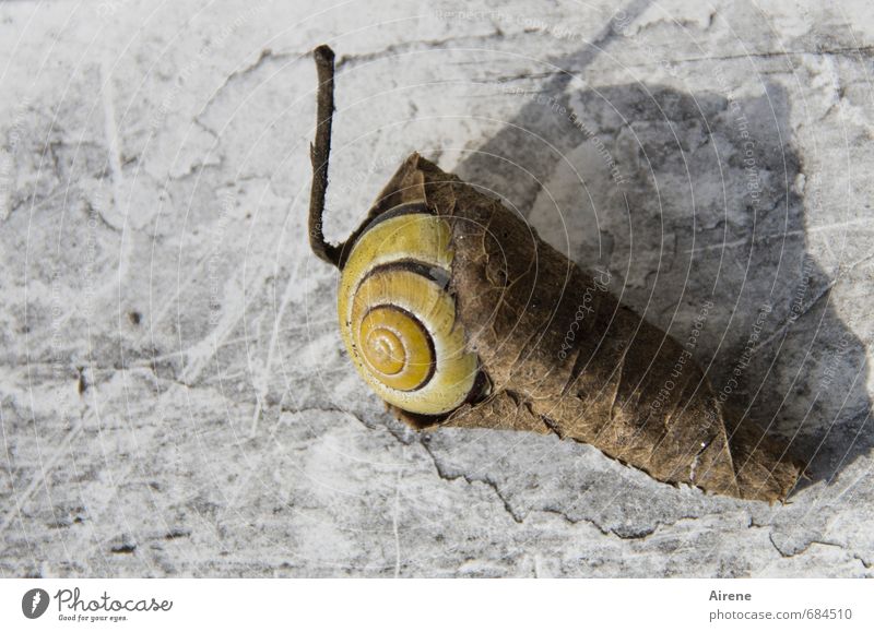 doppelt gewickelt Natur Blatt Garten Tier Schnecke 1 Verpackung Ornament Erholung liegen schlafen außergewöhnlich gruselig klein trocken verrückt braun grau