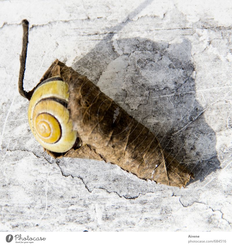 Ich möcht so gern ein Rollmops sein Natur Blatt Herbstlaub Tier Schnecke 1 Verpackung Schneckenhaus Spirale liegen schlafen außergewöhnlich klein lustig trocken