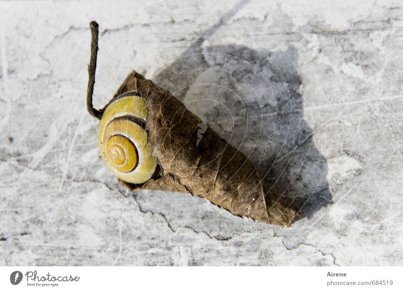 Einzelgänger | einzeln verpackt Natur Blatt Herbstlaub welkes Blatt Garten Tier Schnecke Schneckenhaus 1 Spirale Drehung Windung schlafen alt trocken verrückt