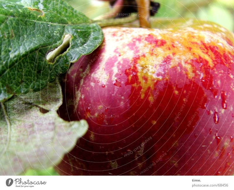 After The Rain • Apfel am Baum mir Regentropfen Frucht Gesundheit Garten Pflanze Wasser lecker Müdigkeit rot-grün prall red and green garden water delicious