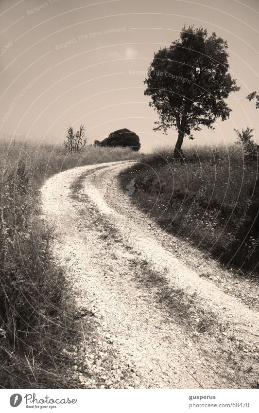 aus[WEG]los Baum Gras grau Feld Horizont Bilderbuch Wege & Pfade landscape b/w Natur beschwerlicher weg road to nowhere über den horizont hinauswachsen