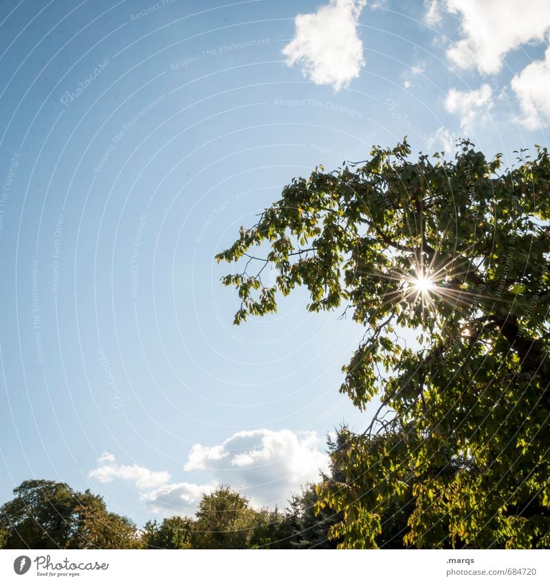 Strahlen Umwelt Natur Landschaft Himmel Wolken Sonne Sonnenlicht Sommer Klima Wetter Schönes Wetter Baum Park leuchten einfach schön Stimmung Lebensfreude