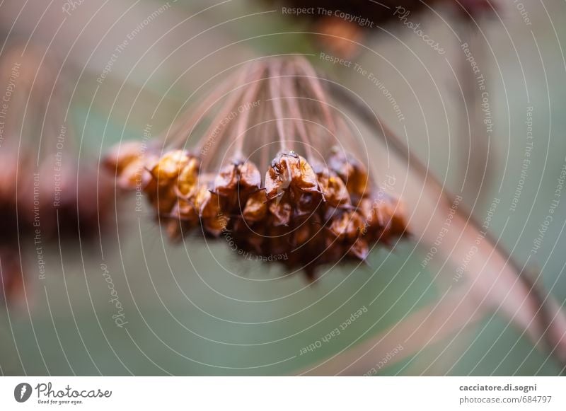 rein pflanzlich Natur Pflanze Herbst Schönes Wetter Wildpflanze alt ästhetisch einfach natürlich trist trocken braun grün orange bescheiden Traurigkeit