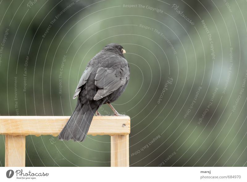 Keine Paparazzi bitte Tier Wildtier Vogel Flügel Amsel 1 beobachten Erholung festhalten genießen stehen warten dunkel einfach frei kalt natürlich Neugier grün