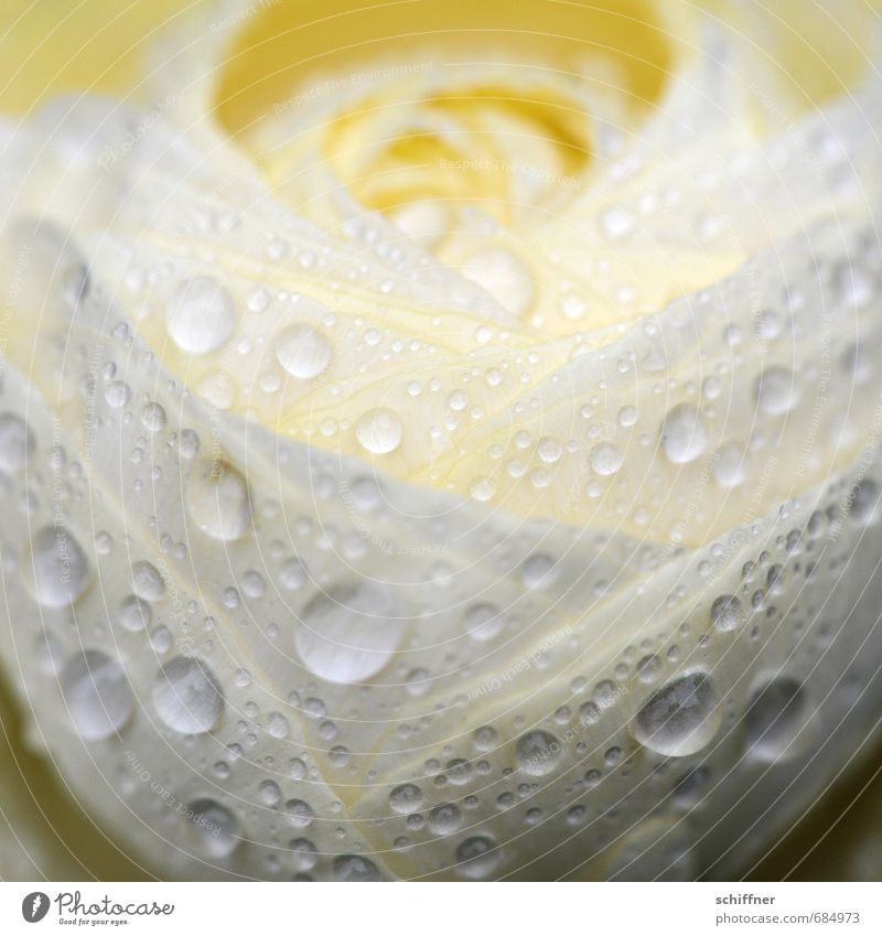 Hochzeit im Regen Pflanze Wasser Wassertropfen Frühling schlechtes Wetter Blume Blüte nass Romantik Mitgefühl Traurigkeit Trauer Liebeskummer Ranunkel