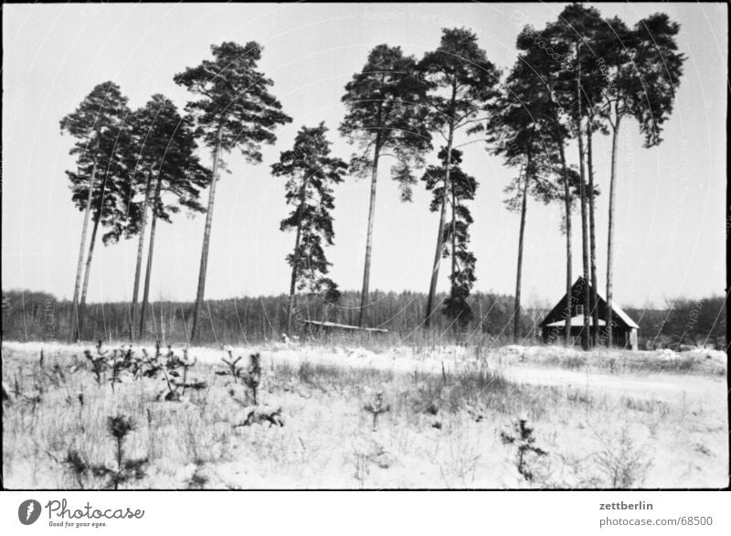 Winter Schneedecke Wald Waldrand Oberkiefer Unterkiefer Haus Dorf Brandenburg Wiese Gras kalt Eis Kanada Fallensteller Ödland Einsamkeit Jäger Neuanfang