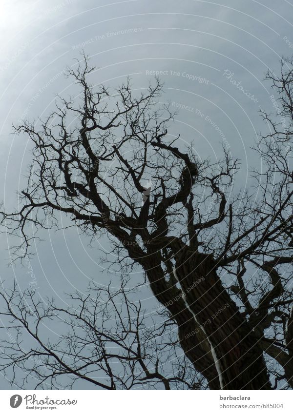 Der alte Baum Umwelt Natur Pflanze Himmel Winter Klima Schnee Linie stehen dunkel wild schwarz Stimmung ästhetisch bizarr einzigartig geheimnisvoll