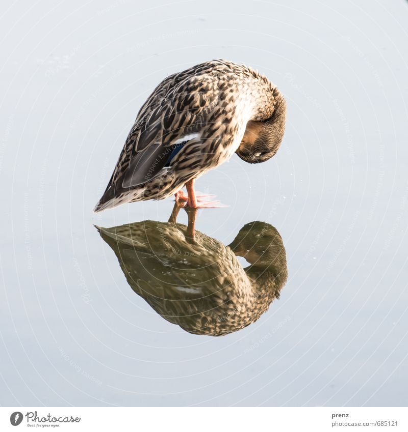 Geflügel Umwelt Natur Tier Schönes Wetter Wildtier 1 braun grau Reflexion & Spiegelung Ente Wasser Farbfoto Außenaufnahme Textfreiraum links Textfreiraum rechts