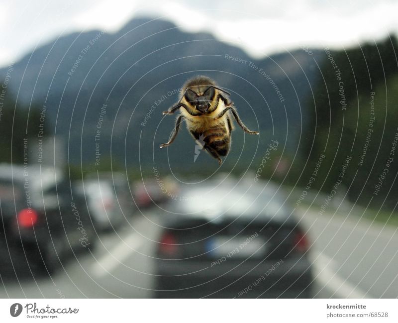 Geisterflieger Biene Autobahn Verkehrsstau Windschutzscheibe Geisterfahrer Insekt PKW Berge u. Gebirge fliegen Fensterscheibe ferienverkehr