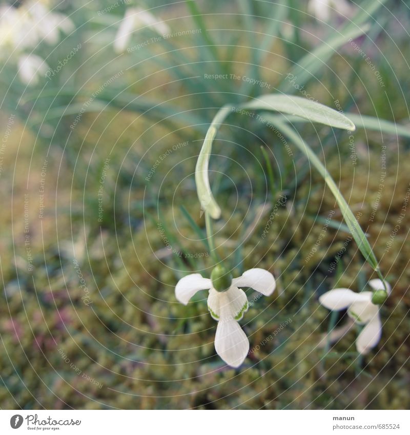 Zwischenzeit Natur Frühling Winter Pflanze Blume Moos Blüte Schneeglöckchen Frühblüher Frühlingsblume winterfest kalt natürlich Farbfoto Außenaufnahme