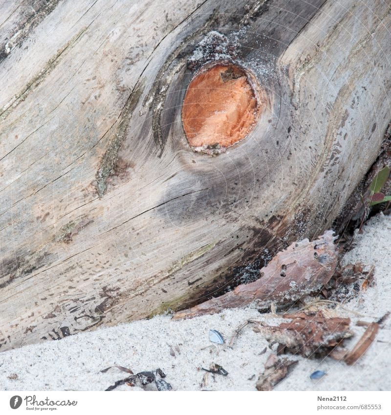 Holzauge Umwelt Natur Sand Schönes Wetter Küste Strand Nordsee Ostsee Meer rund Baumstamm holzauge naturstrand Naturschutzgebiet alt Holzfaser Farbfoto