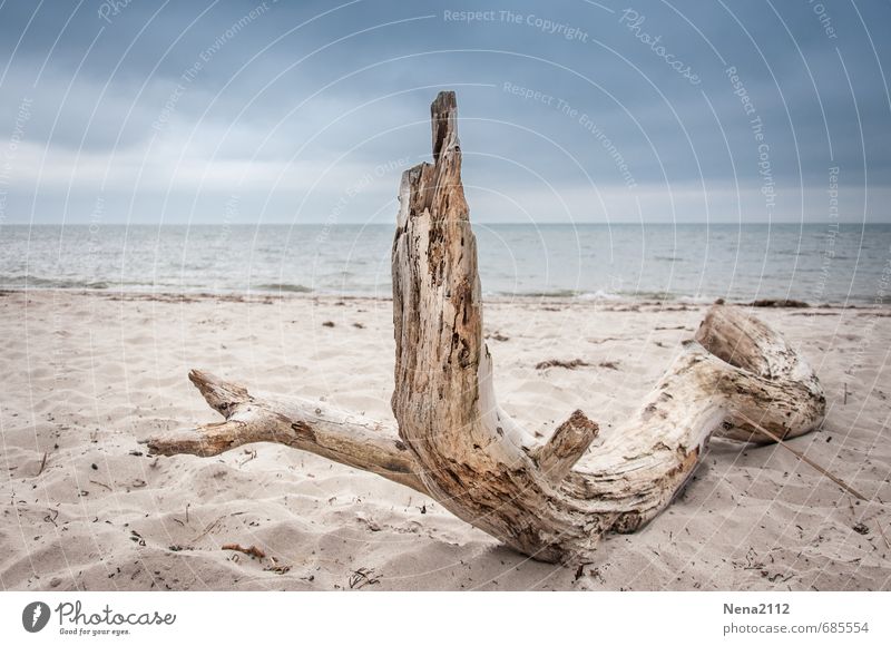 Gestrandet Umwelt Natur Landschaft Urelemente Sand Luft Wasser Himmel Wolken Wetter Unwetter Sturm Gewitter Küste Strand Nordsee Ostsee Meer alt authentisch