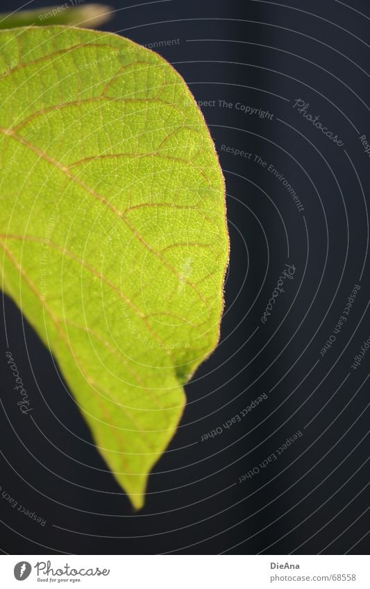 sattes Grün Leben Natur Pflanze Blatt atmen leuchten grün Blattadern Sauerstoff Vor dunklem Hintergrund blattzellen leaf structure breathe shining Anschnitt