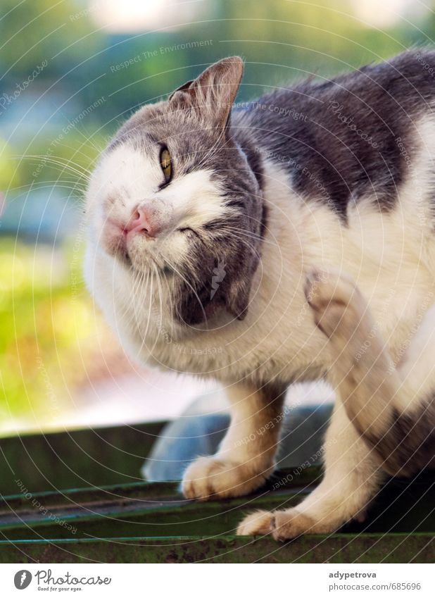 Straßenkatze Sommer Baum Dach Tier Haustier Wildtier Katze 1 braun gelb grau grün mehrfarbig Außenaufnahme Nahaufnahme Menschenleer Morgen Tag Licht Schatten