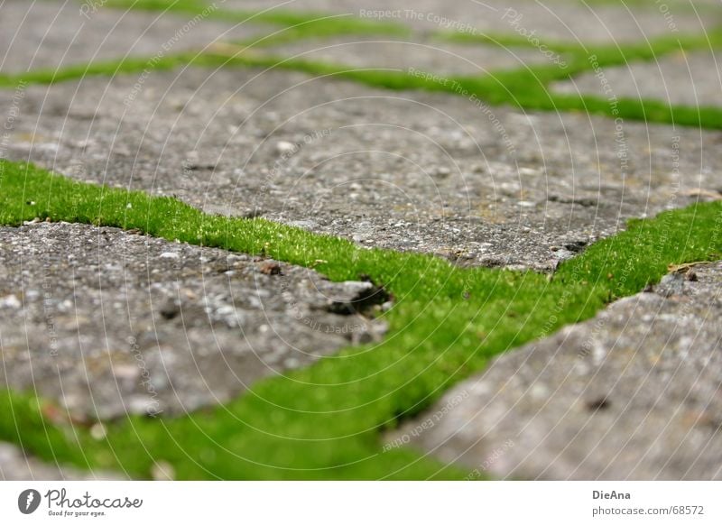 grüne Wege (1) pflastern Furche bewachsen frisch Rechteck Sommer Natur Kopfsteinpflaster Bauernhof moss cobblestone cobbled chink overgrown fresh Moos