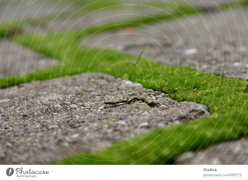 grüne Wege (2) pflastern Furche bewachsen frisch Rechteck Sommer Natur Kopfsteinpflaster Bauernhof moss cobblestone cobbled chink overgrown fresh Moos