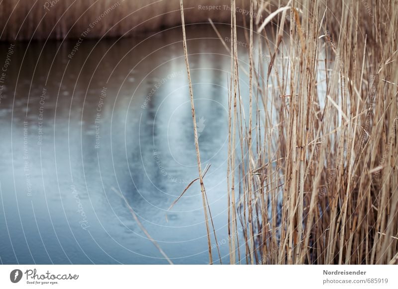 Regen Sinnesorgane Erholung ruhig Meditation Angeln Landschaft Pflanze Wasser Wetter schlechtes Wetter Gras Seeufer Moor Sumpf blau braun Gelassenheit Natur