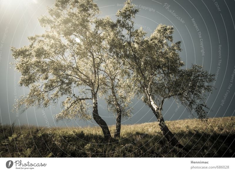 Birken zwischen Licht. Sommer Natur Landschaft Tier Himmel Baum Gras Hügel blau grün Stimmung Romantik Bäume Nebel Erscheinung schief Lichtquelle Geist Gruppe