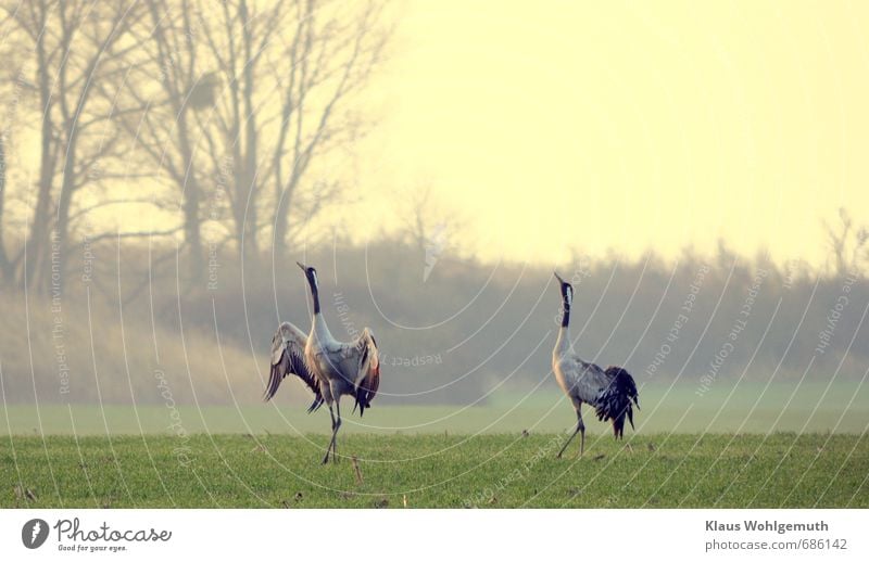 Es ist Frühling, auf einem Getreidefeld sind Kraniche bei der Balz. Umwelt Natur Landschaft Feld Tier Wildtier Vogel Flügel 2 Tierpaar Brunft Sex Tanzen blau