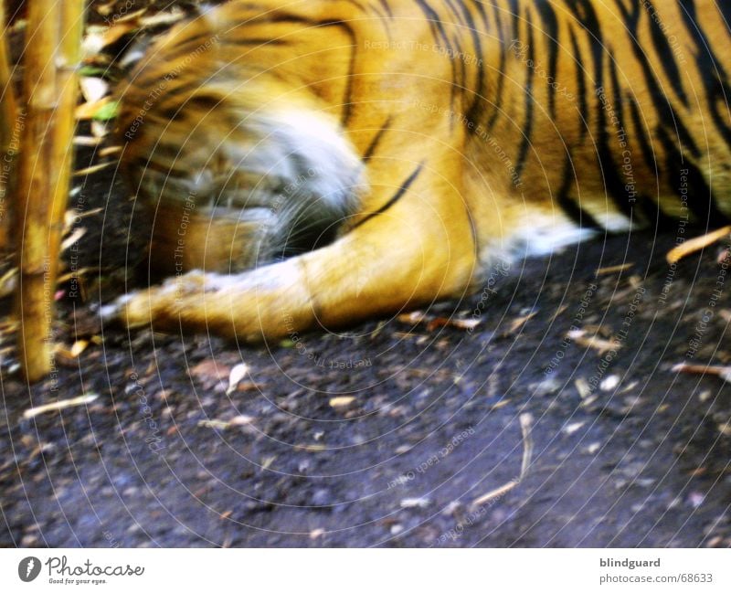 Vorbei Tiger Zoo gefangen Fressen Streifen schwarz weiß füttern Futter Linienbus Landraubtier Raubkatze Wildkatze Asien Urwald Appetit & Hunger orange Bewegung