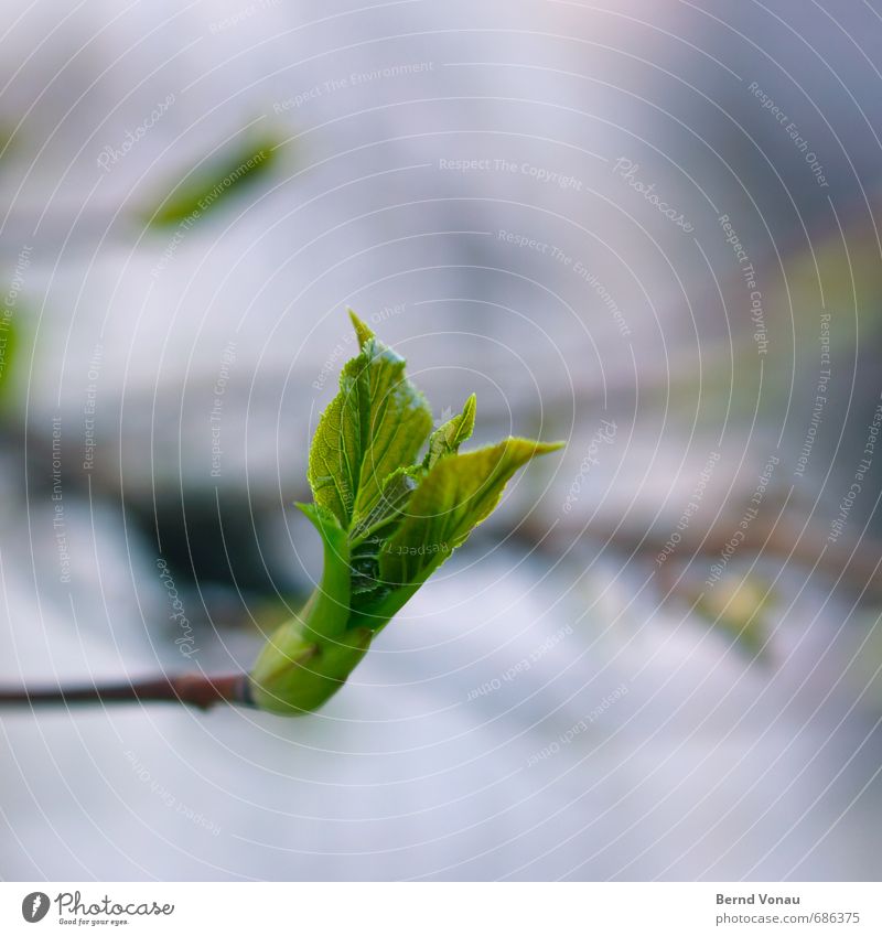 Aufbruchstimmung Pflanze Blatt Frühling Beginn Wachstum Blattknospe grün schwarz blau Unschärfe Natur neu Blattadern Nahaufnahme positiv aufwärts Zweig