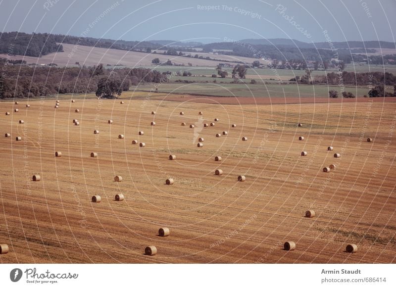 Erntezeit Sommer Natur Landschaft Wolkenloser Himmel Wärme Nutzpflanze Feld Hügel dehydrieren authentisch dunkel trocken gelb Stimmung fleißig Einsamkeit