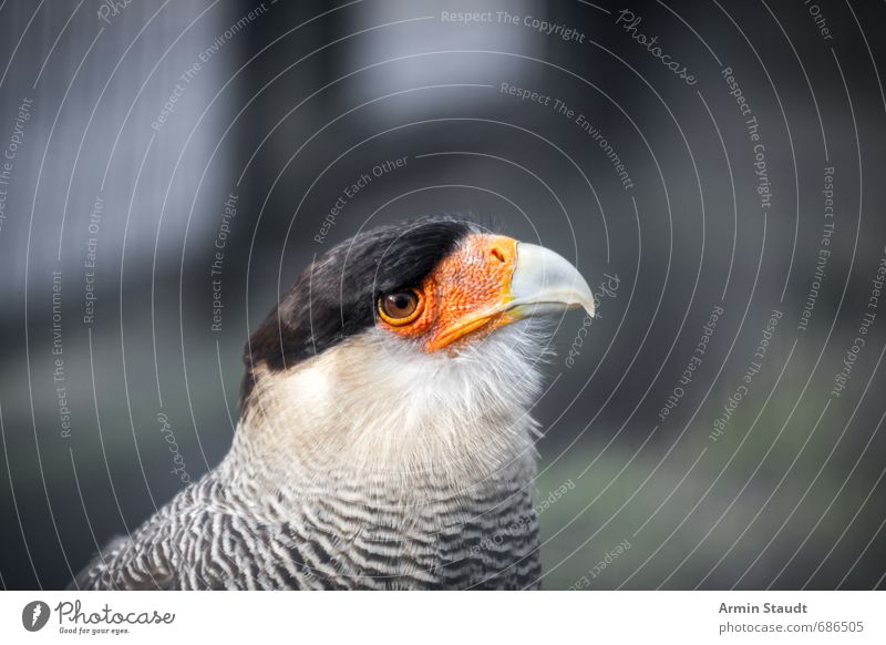 Porträt Raubvogel Natur Tier Vogel Tiergesicht Greifvogel 1 beobachten stehen ästhetisch bedrohlich stark orange Wachsamkeit Gelassenheit Umwelt grimmig