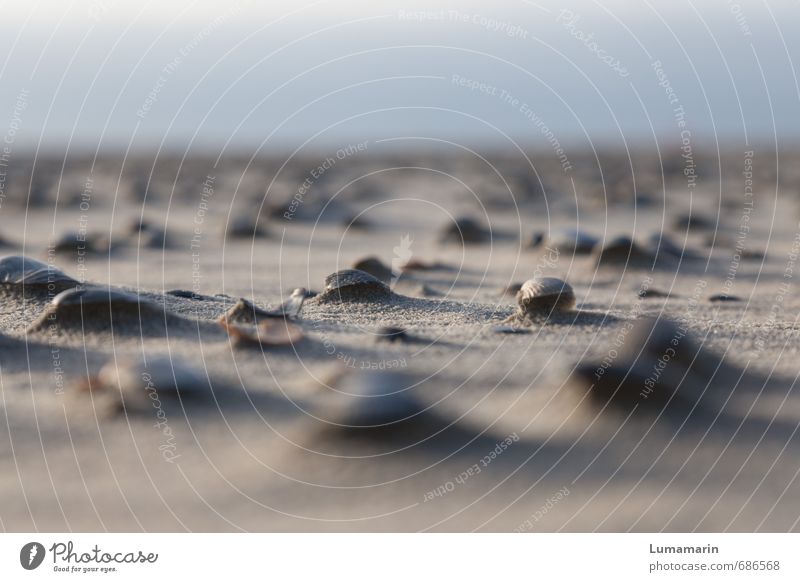 Strandgänger Landschaft Sand Wolkenloser Himmel Schönes Wetter Muschel Tiergruppe liegen maritim natürlich viele Strandgut trocken vergessen verloren Angespült