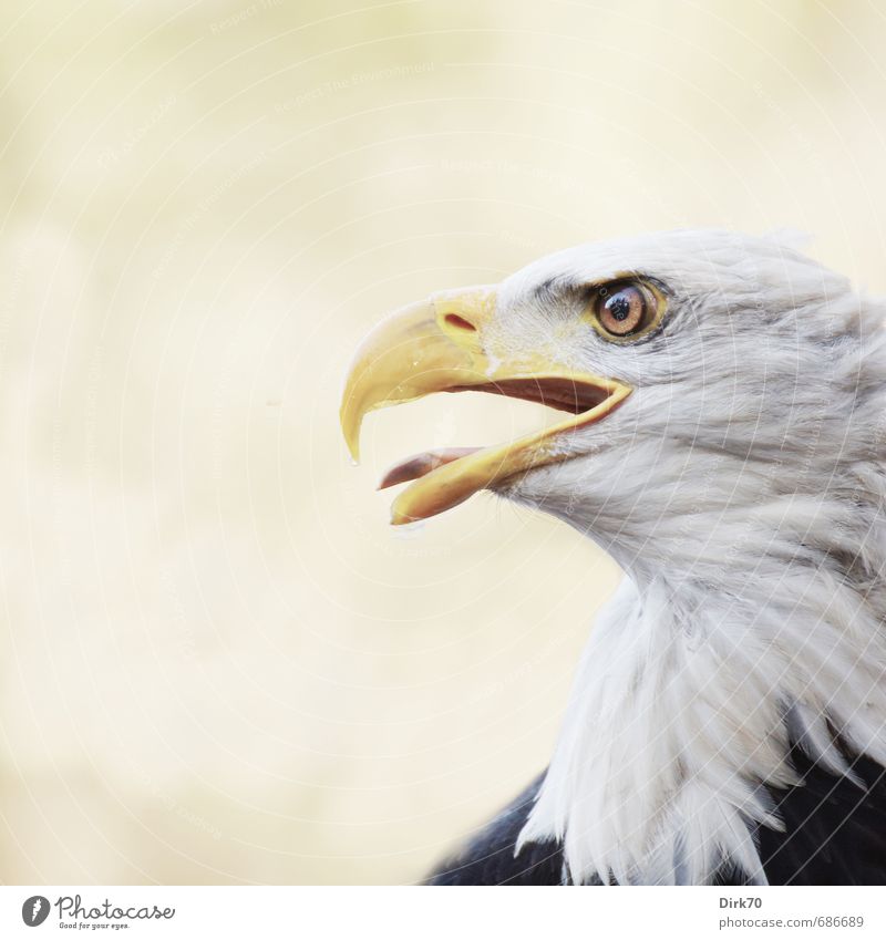 Stolz und schön Natur Tier Sonnenlicht Wildtier Vogel Tiergesicht Adler Weisskopfseeadler Seeadler Tierporträt Profil Schnabel 1 beobachten bedrohlich stark