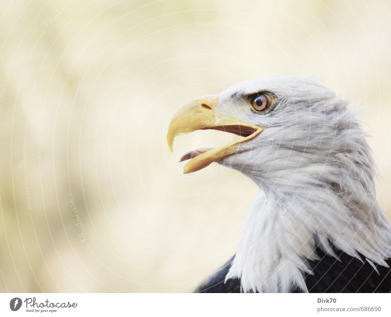 Zunge zeigen! Tier Wildtier Vogel Greifvogel Adler Weisskopfseeadler Seeadler 1 Zeichen Wappenvogel beobachten Jagd Aggression bedrohlich wild braun gelb