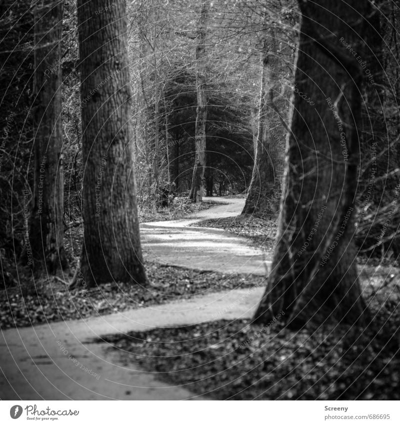 Zick zack Natur Baum Wald Erwartung Gelassenheit Neugier Wege & Pfade Park Neigung tief Zickzack Schwarzweißfoto Außenaufnahme Menschenleer Tag Licht Schatten