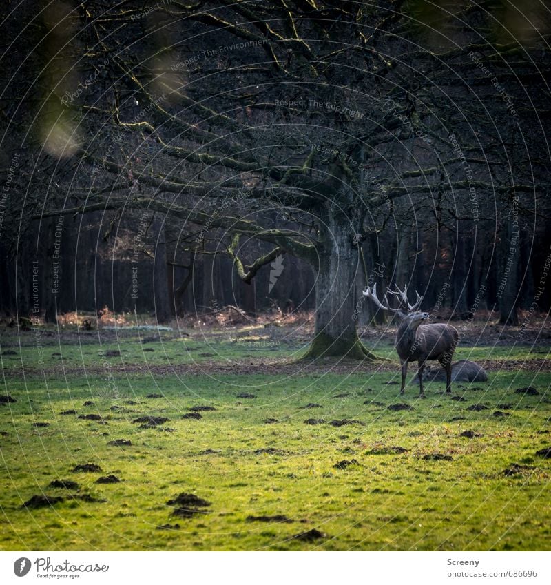 Witterung aufgenommen... Natur Pflanze Tier Frühling Baum Gras Wiese Wald Wildtier Hirsche Hirschkuh 2 Horn braun grün selbstbewußt Kraft Sicherheit Schutz