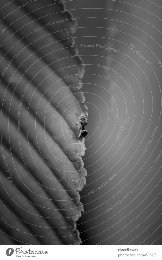 Ameise auf der Blattkante Tier organisch Pflanze Schwarzweißfoto Natur Strukturen & Formen