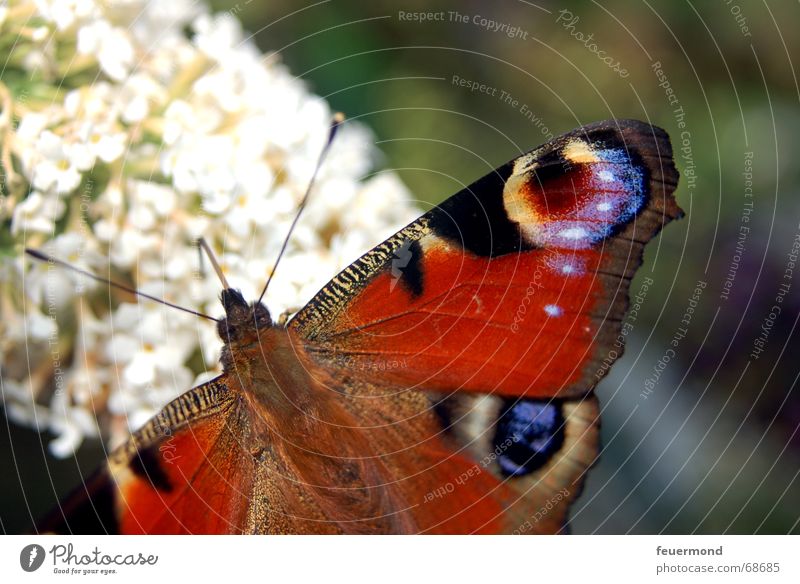 Der Pfau mit dem Auge. Tagpfauenauge Edelfalter Schmetterling Blume Blüte Sommer Tier Fühler klein zierlich mehrfarbig schmetterlingsbaum Sonne Flügel Garten