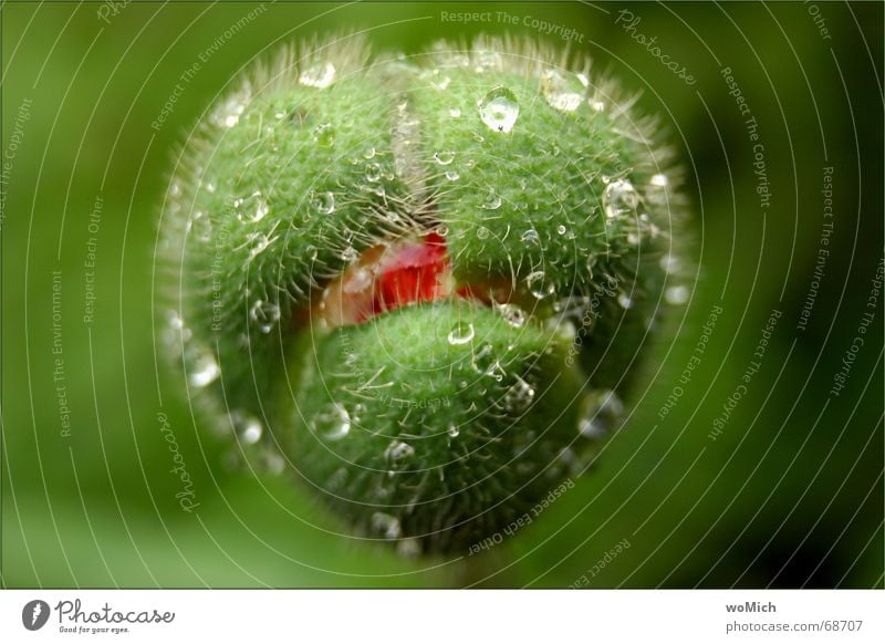 mampf Mohn grün nass lustig Blume Außenaufnahme Wassertropfen Ernährung Regen Natur tropfnass Blütenknospen Makroaufnahme