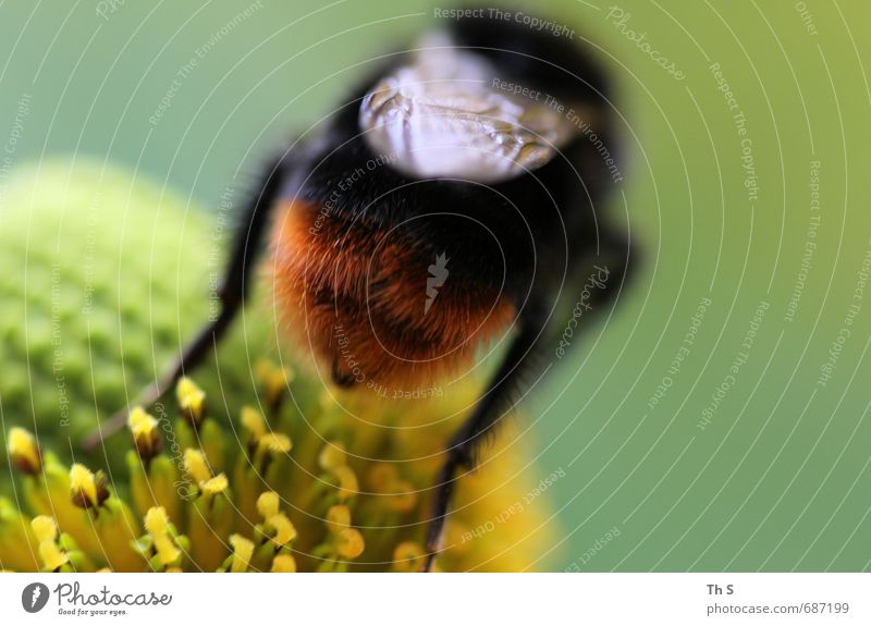 Biene Natur Frühling Sommer Pflanze Blüte Wildtier 1 Tier Blühend Duft ästhetisch authentisch elegant natürlich schön wild gelb grün rot schwarz Zufriedenheit