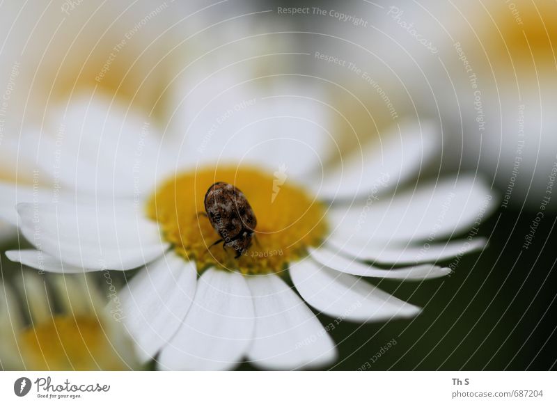 Insekt Natur Frühling Sommer Blüte Tier Wildtier 1 Blühend entdecken ästhetisch Duft elegant schön natürlich Lebensfreude Frühlingsgefühle Freiheit harmonisch