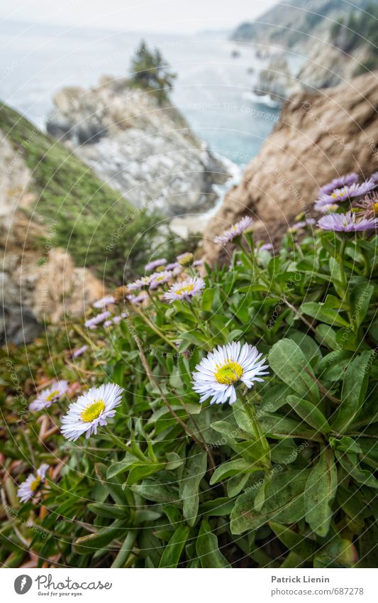 Big Sur Umwelt Natur Landschaft Pflanze Urelemente Luft Wasser Himmel Wolken Frühling Blume Grünpflanze Wildpflanze Wellen Küste Strand Bucht Meer ästhetisch