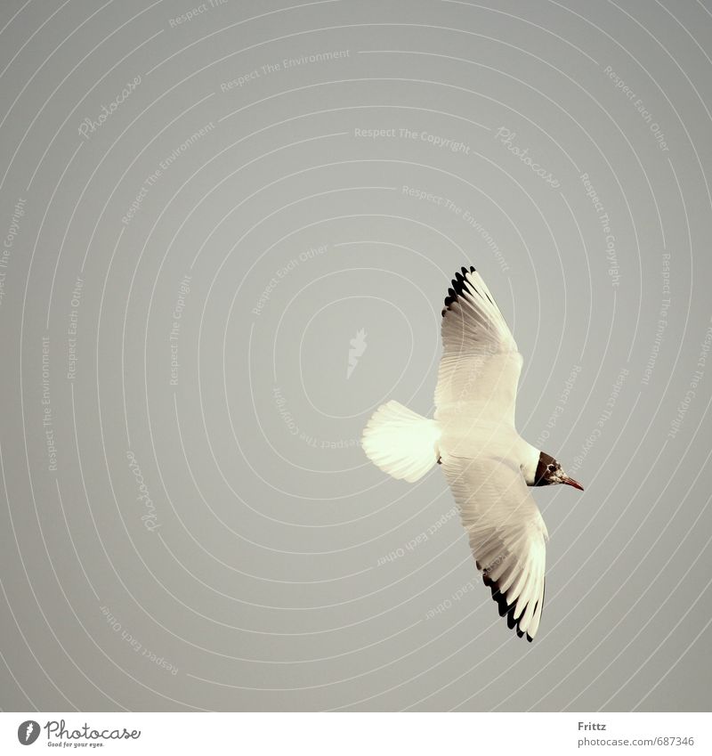 Schwarzkopfmöwe Natur Luft Tier Wildtier Vogel Flügel weißer Vogel mit schwarzem Kopf Möwe 1 fliegen frei Flug Farbfoto Außenaufnahme Textfreiraum links