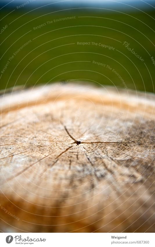 Kreisverkehr und Kreuzung Umwelt Natur Feld Wald alt Zufriedenheit Lebensfreude Ehre Kraft trösten ruhig Wahrheit Reinheit bescheiden Holz Baumstamm Jahresringe