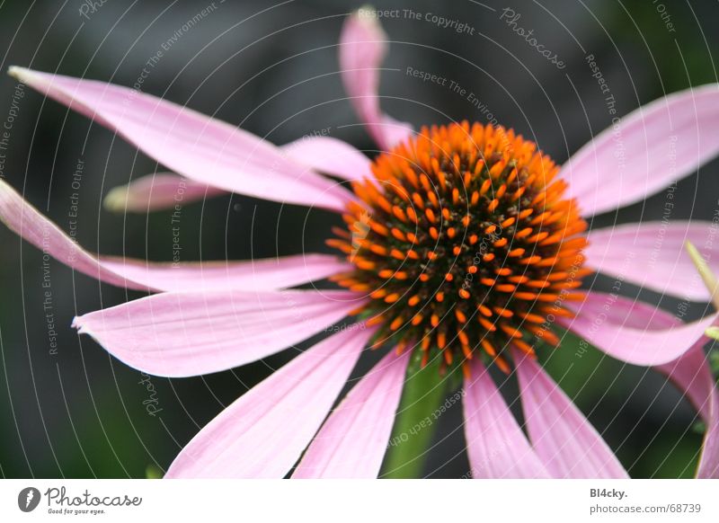 komische Blume rosa grün schwarz Blüte Pollen Staubfäden Stengel Blütenblatt orange Nektar