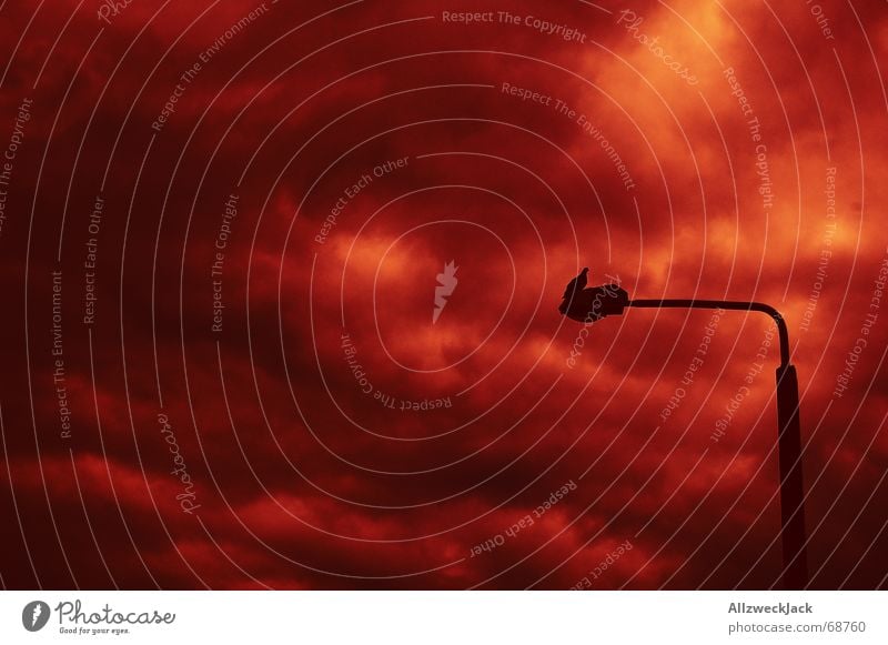 Die eine Taube der  Apocalypse Außenaufnahme Straßenbeleuchtung Wolken dunkle Wolken Roter Himmel sitzen warten Trauer Apokalypse taubenfoto apocalypse