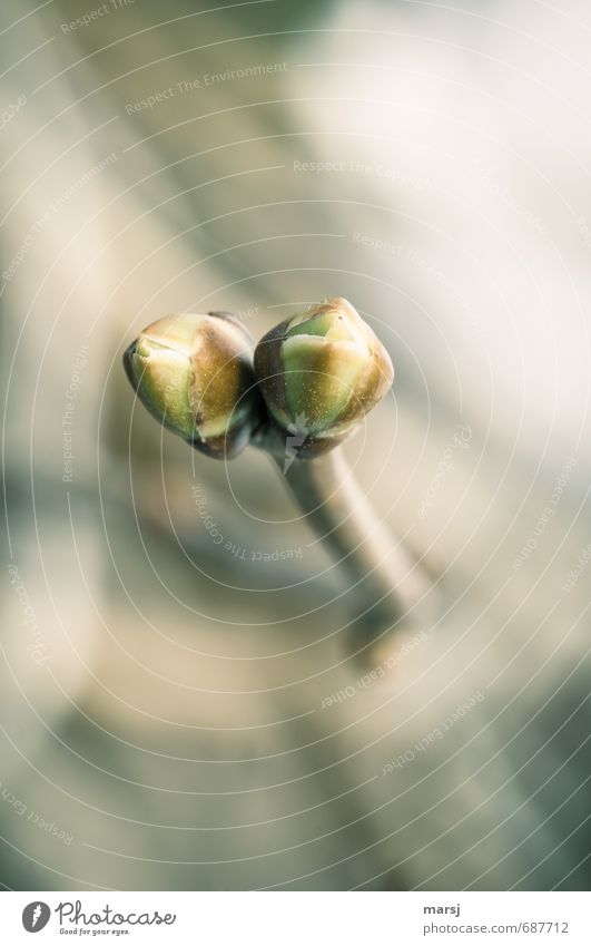 Gemeinsam Natur Pflanze Sträucher Blatt Grünpflanze Fliederknospe Blattknospe Fliederbusch Wachstum Zusammensein einzigartig niedlich grün Tatkraft