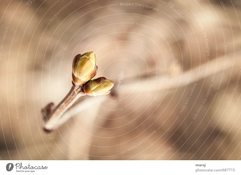 Zu zweit ist es schöner Natur Frühling Pflanze Sträucher Grünpflanze Blütenknospen Blattknospe Fliederbusch Garten träumen Wachstum einfach Fröhlichkeit