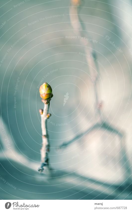 Knospe in Eis Natur Frühling Pflanze Sträucher Blatt Grünpflanze Nutzpflanze Fliederbusch Blattknospe Ast Jungpflanze Wachstum dünn einfach kalt saftig grau